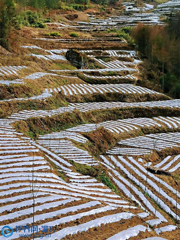 今年，重慶城口北屏鄉(xiāng)因勢利導，引進城口縣綠華農(nóng)業(yè)科技有限公司，成立了馬鈴薯原種擴繁基地，種有青薯9號、卾薯5號、早大白、冀張8號、荷蘭薯等十三個馬鈴薯品種。張昌軍 攝