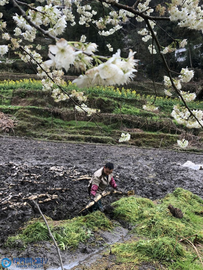 3月4日，重慶市黔江區(qū)城東街道高澗社區(qū)村民在田里忙著挖藕。