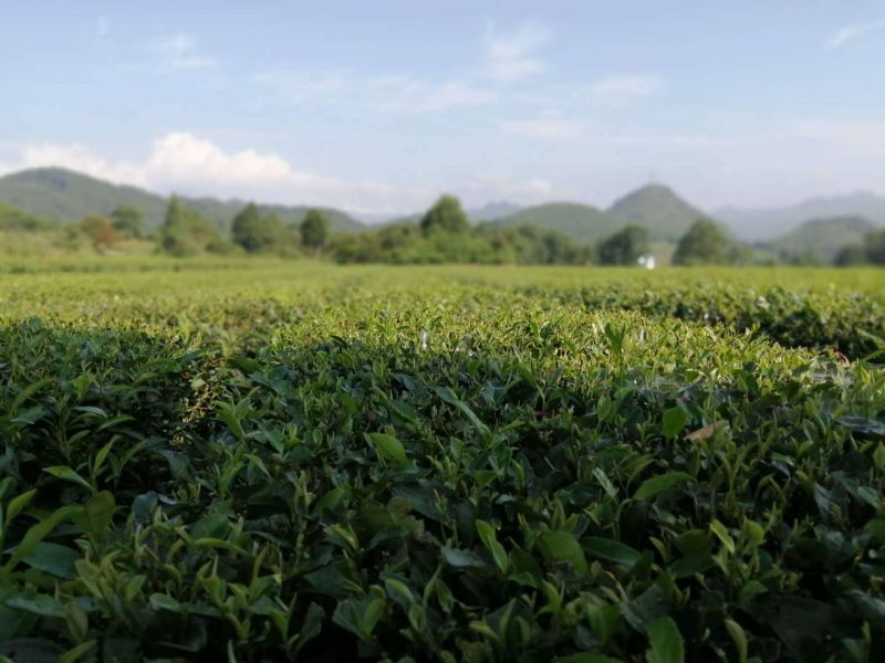 氣溫逐漸升高，秀山茶葉基地一片生機(jī)旺盛。圖為秀山縣峨溶鎮(zhèn)大坪茶葉基地。（楊坤/攝）