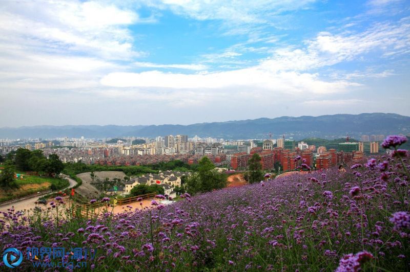 北碚自然世界公園約200畝柳葉馬鞭草進(jìn)入盛花期，遠(yuǎn)遠(yuǎn)望去，猶如紫色的海洋。（攝影：秦廷富）