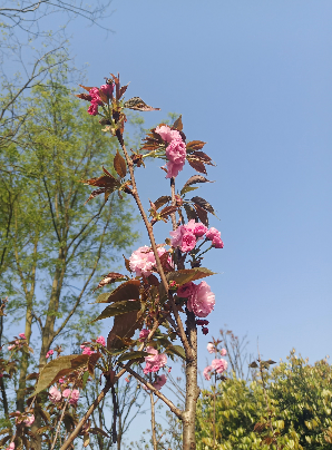 社區(qū)公園內(nèi)的櫻花開了