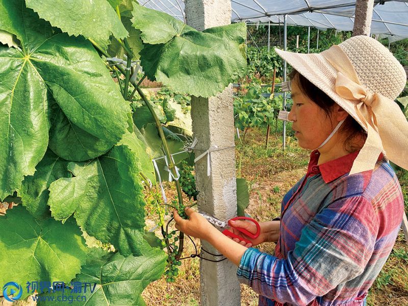 秦宗玉正在給葡萄剪枝。（攝影：陳芷琦）