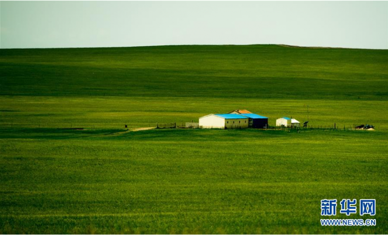 这是锡林郭勒盟西乌珠穆沁草原风光（6月18日摄）。 初夏时节，内蒙古中部的锡林郭勒大草原风景如画。 新华社记者 连振 摄