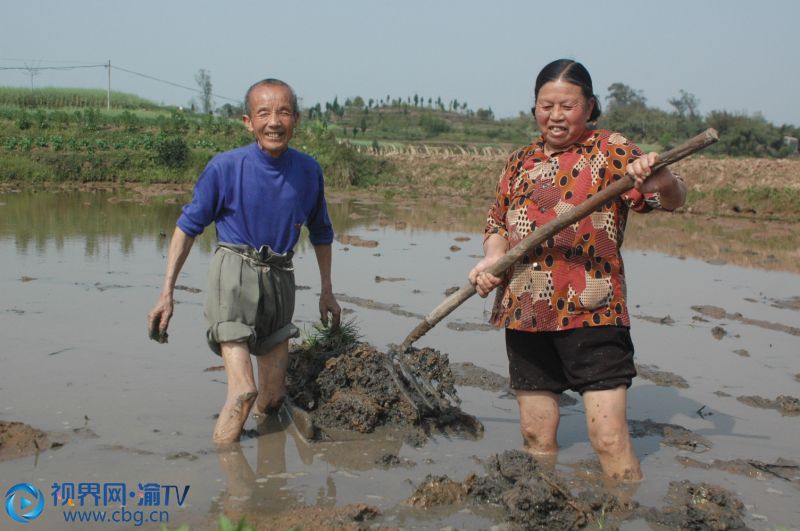 圖為4月13日，龍集鎮(zhèn)抱房村3社村民正在田里栽插水稻秧苗。