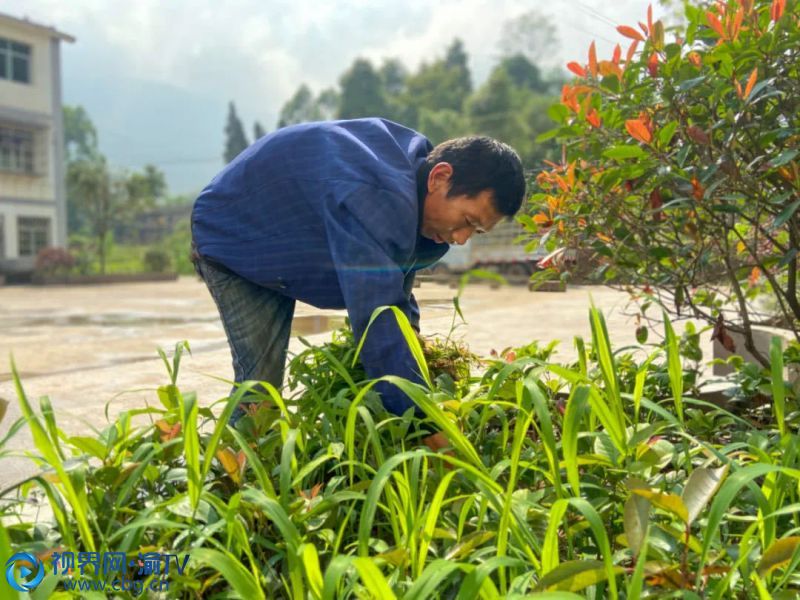 脫貧戶任小林在摘除雜草。（攝影：彭洲）