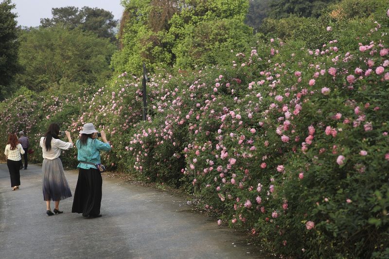 3月26日，游客在重慶市北碚區(qū)金果園景區(qū)欣賞盛開的薔薇花。