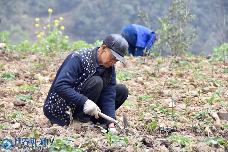 村民正在種植茶樹。（記者 王小玉 攝）