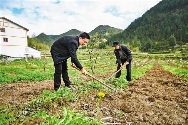     4月1日，奉節(jié)縣平安鄉(xiāng)文昌村，貧困戶甘之兵（左）和老丈人在種植基地里務(wù)工。記者 鄭宇 攝