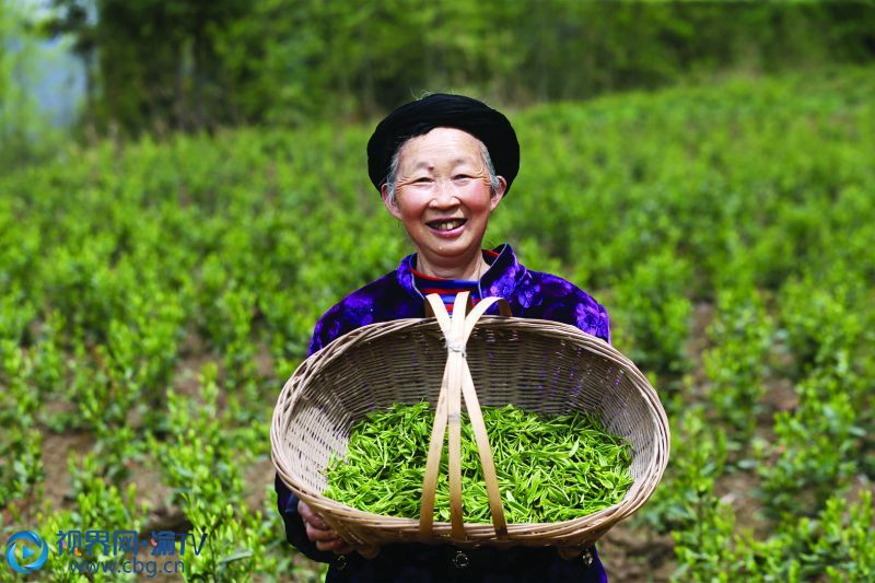 4月2日，村民覃樹林展示采摘的“脫貧茶”。