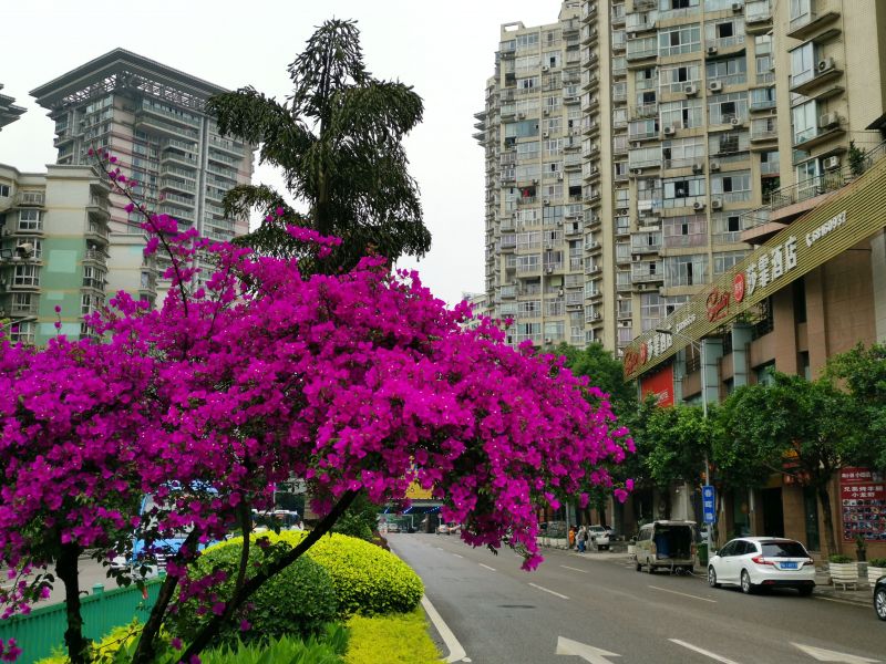 重慶市大渡口區(qū)香港城附近綠化帶的三角梅，一襲紫紅招人眼。（攝影：黃向輝）