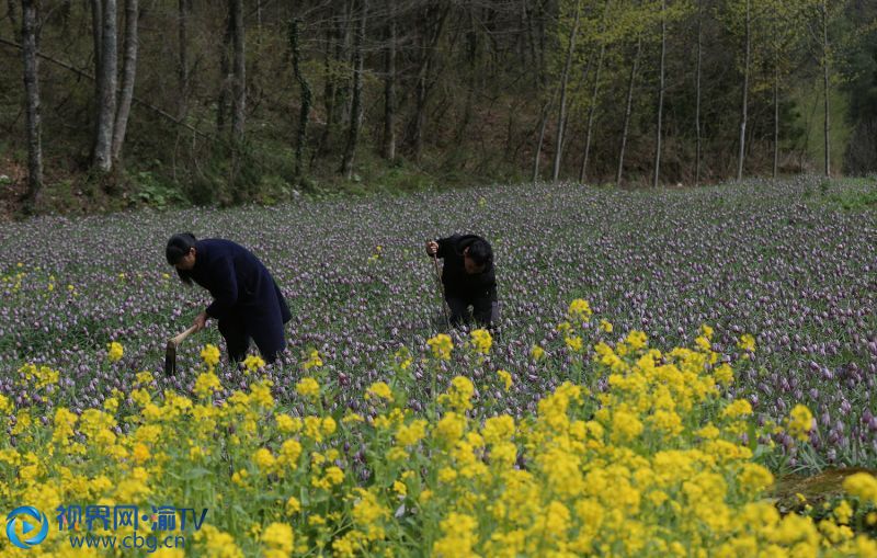 張代許、楊錫珍在川貝田中進(jìn)行管護(hù)。