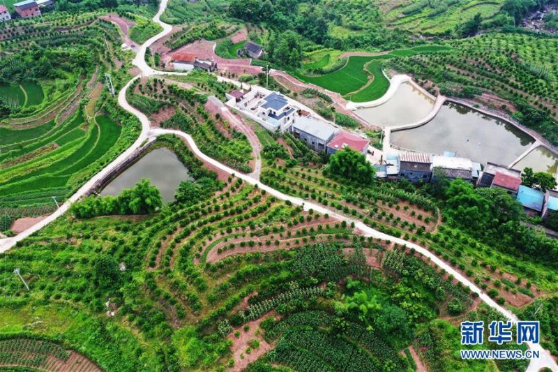 　　这是6月7日拍摄的临江镇福德村景象（无人机照片）。 时下，重庆市开州区临江镇福德村一带生机盎然，秀美如画。近年来，福德村深入开展“资源变股权、资金变股金、农民变股民”三项改革，大力发展柑橘、优质再生稻等特色产业，取得了经济和生态效益双丰收。 新华社记者 王全超 摄