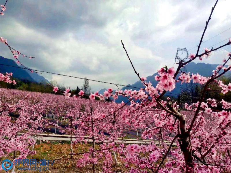 4a83f3e5b8走進(jìn)桃園內(nèi)，就像走進(jìn)了傳說中的“桃花源”，粉紅的花兒似落霞滿天。7044e380c97c2c35128664