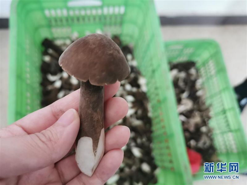 　　这是一株已剪去根须的芦菇（5月20日摄）。新华社发（王昕怡 摄）