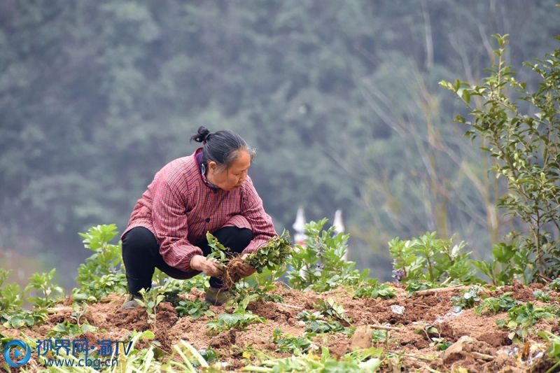 村民正在種植茶樹。（記者 王小玉 攝）