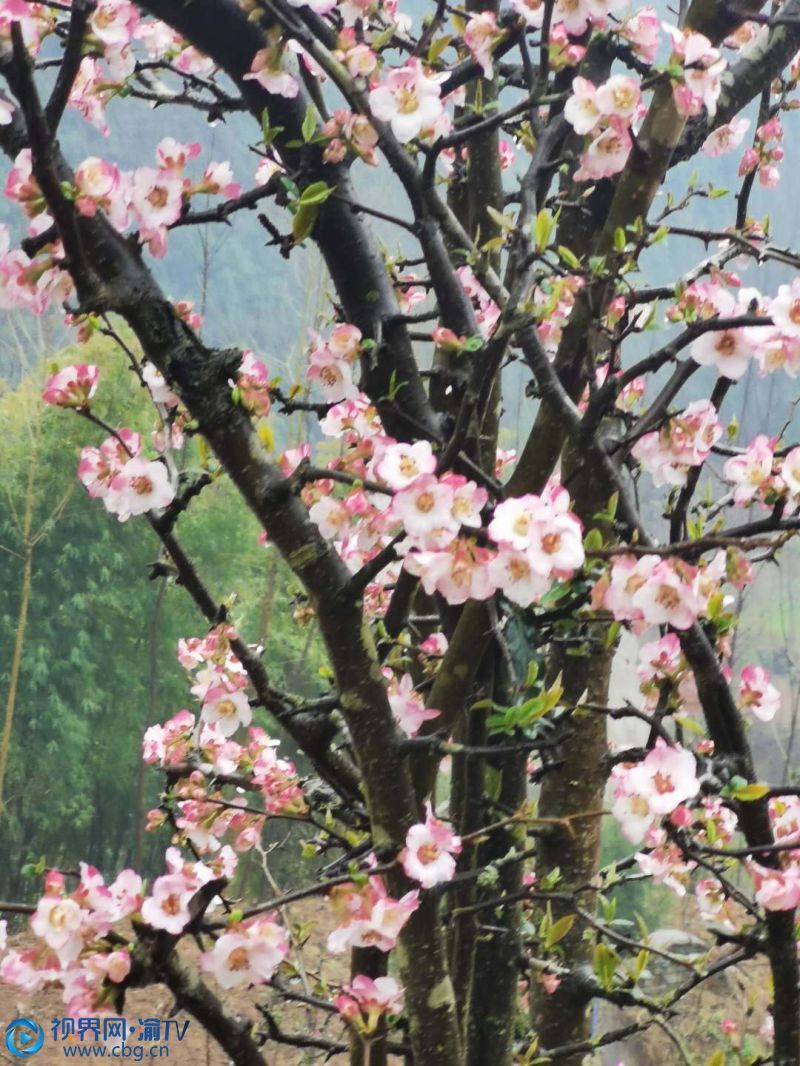 明通鎮(zhèn)將大力發(fā)展中藥材、食用菌、山地雞、紅薯、筍竹等特色主導(dǎo)產(chǎn)業(yè)，進(jìn)一步鞏固脫貧成果，助力鄉(xiāng)村振興。郭凡 攝