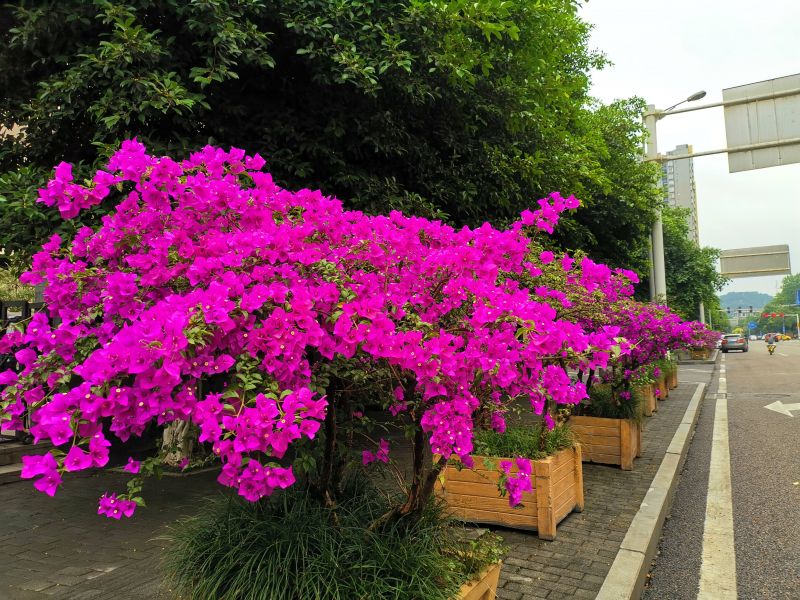 柏華街稅務(wù)局門口的三角梅，瀟灑紅梅作花衣。（攝影：黃向輝）