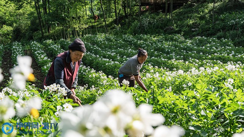 一望無垠的田野里，開滿了雪白的洋芋花朵，盛開的洋芋花裝點(diǎn)著整個(gè)田野，淡淡的花香伴著雨后泥土的芬芳，讓人頓覺心曠神怡。看著眼前的洋芋苗，就仿佛看到了豐收的景象。黃祖滿 攝