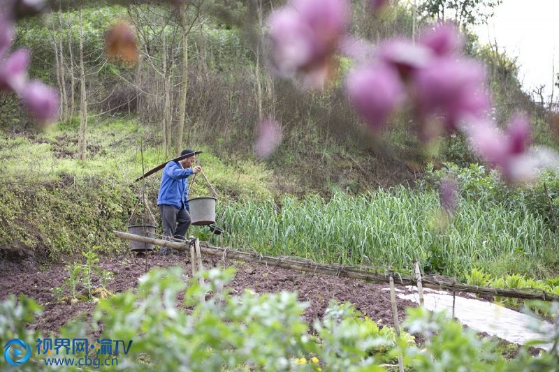 重慶市北碚區(qū)柳蔭鎮(zhèn)吉安村村民在地里勞作。