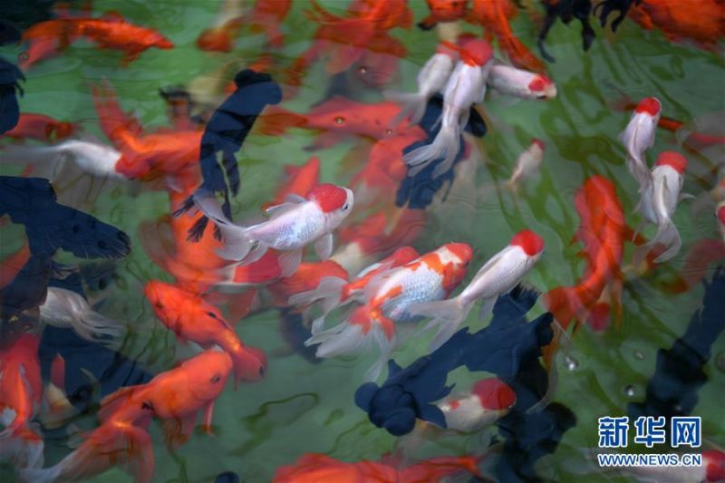 在天津现代晨辉科技集团有限公司的养殖示范场拍摄的鱼池一角(6月15日摄)。 近年来,天津市宝坻区大白庄镇大力发展观赏鱼养殖,在当地龙头企业的带动下,成为增加农民收入的新途径。据了解,企业对附近养殖户统一提供苗种、饲料、技术支持,以及观赏鱼成鱼后保价回收的服务。养殖户每亩水面平均收入约1.8万元,解决周边农民就业近200人。 新华社记者 李然 摄