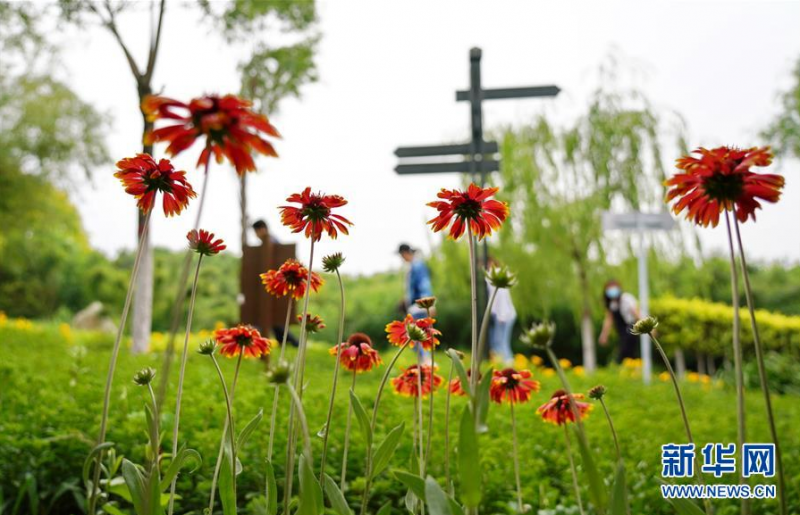 6月9日，市民在河北省唐山市古冶区由采煤沉陷区改造而成的金山森林公园内游览。 新华社记者 牟宇 摄