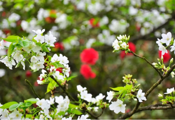 遍地開花盼君來