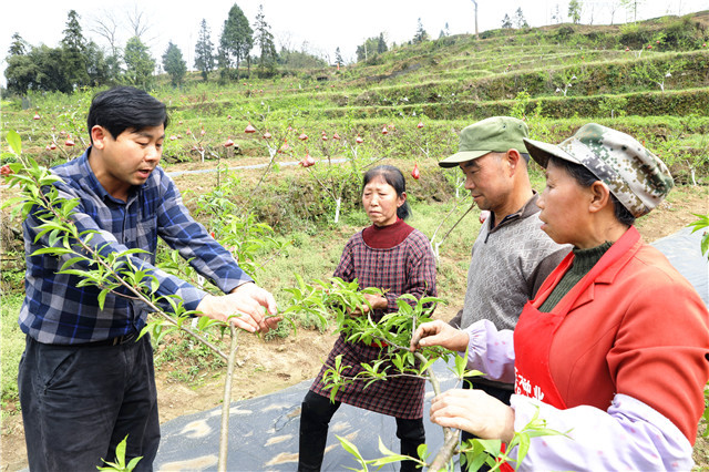 天臺村第一書記葉彪（左）在指導村民給鷹嘴蜜桃抹芽。