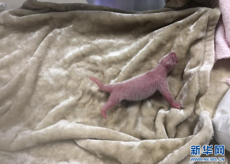 在成都大熊猫繁育研究基地拍摄的大熊猫“园润”的幼仔(6月5日摄)。 6月5日,成都大熊猫繁育研究基地的大熊猫“园润”和“艾莉”各自诞下一只雌性大熊猫幼仔,其中,“艾莉”产下的雌性大熊猫幼仔体重达到了219克,是熊猫基地有记录以来初生体重最重的一只大熊猫幼仔。 新华社发(成都大熊猫繁育研究基地供图)