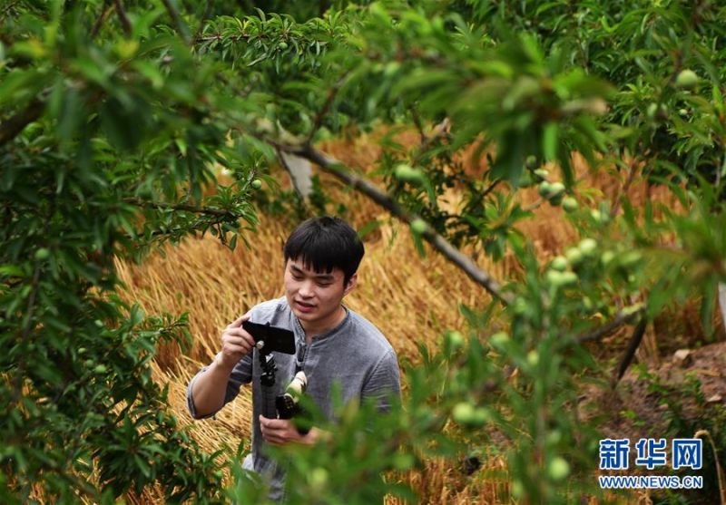 　　23岁的罗国键在位于重庆市巫山县曲尺乡的自家脆李种植地里录制用于推广营销的视频（5月27日摄）。新华社记者 王全超 摄