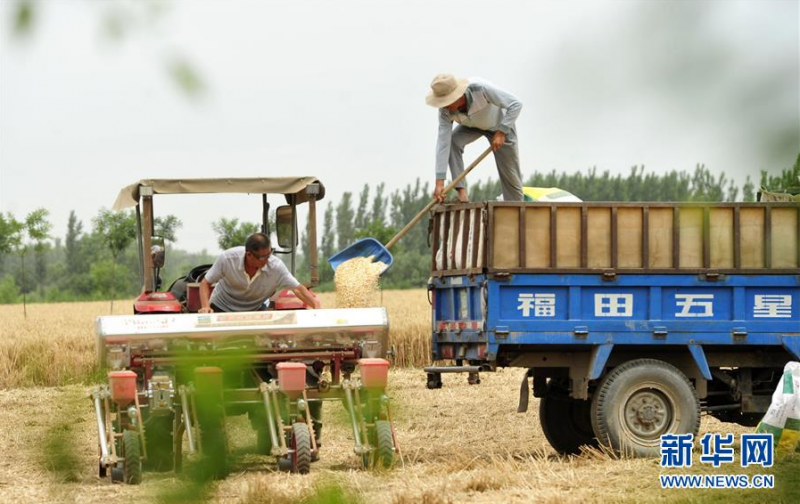 6月21日，河北省河间市景和镇丰尔庄村农民将肥料投入播种机。 时下，河北省各地农民抓住有利时机，在抢收小麦的同时播种玉米，确保不误农时。 新华社记者 朱旭东 摄