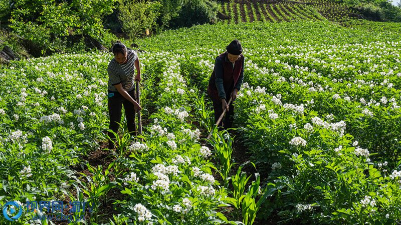 村民正在除草。黃祖滿 攝