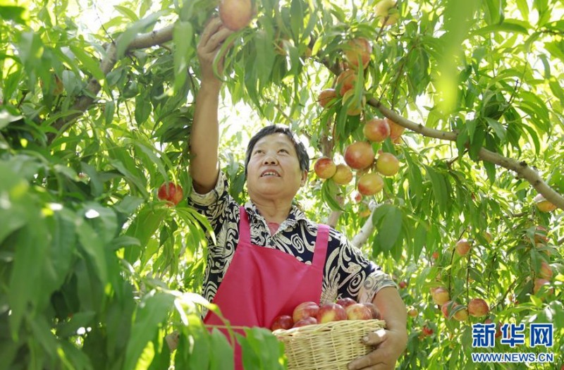 6月14日,果农在河北省广宗县南寺郭村果园里采摘油桃。 近年来,河北省广宗县大力发展特色农产品种植,形成育苗、栽培、销售为一体的农业产业链,助农增收。 新华社发(张驰 摄)