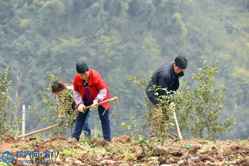 村民正在種植茶樹。（記者 王小玉 攝）