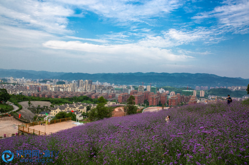 5月23日，北碚自然世界公園內(nèi)，游人在柳葉馬鞭草花海中徜徉。（攝影：秦廷富）