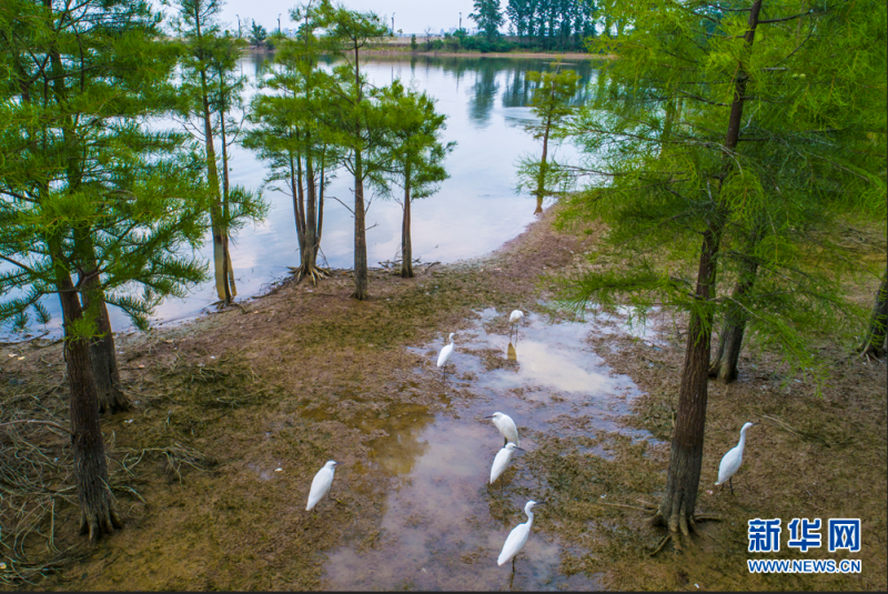 6月9日，在合肥董铺水库，一群白鹭正在湿地中觅食。