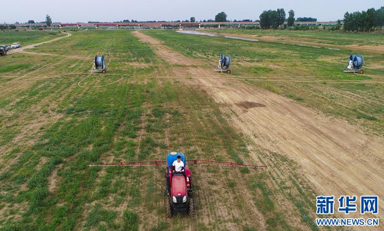 6月17日，工作人员在驾驶拖拉机养护牧草（无人机照片）。新华社记者 李晓果 摄