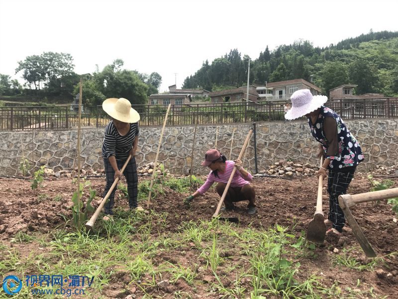 村民忙著除草。 章容 攝