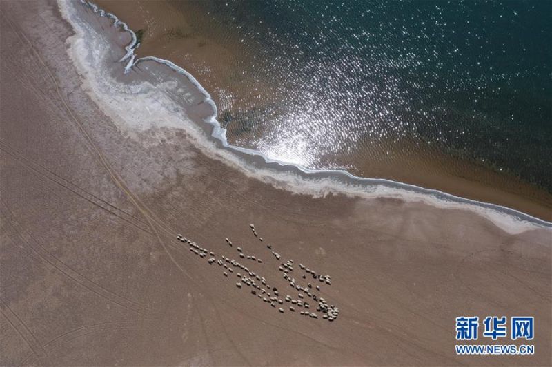　5月31日，羊群在巴丹吉林沙漠音德日图湖湖畔休憩（无人机照片）。　　内蒙古自治区巴丹吉林沙漠腹地分布着形状各异的湖泊。湖泊点缀黄沙之中，成为别致的风景。　　新华社记者 徐钦 摄