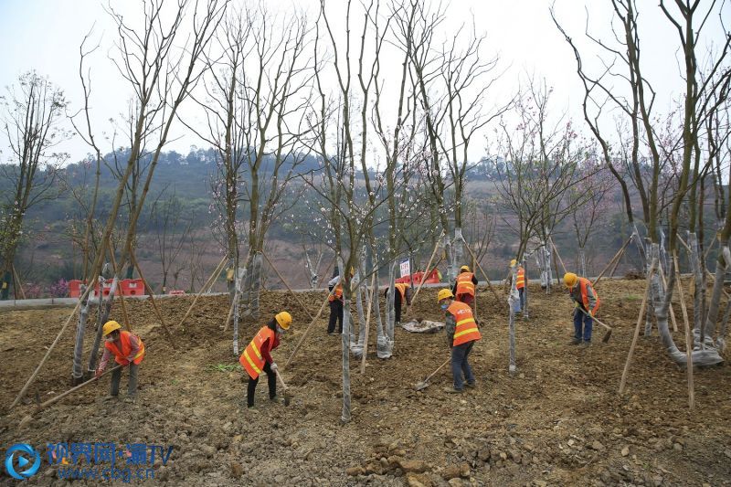 3月15日，園林綠化工人在北碚區(qū)十里溫泉城縉云山步道整理泥土，準(zhǔn)備栽植草皮。