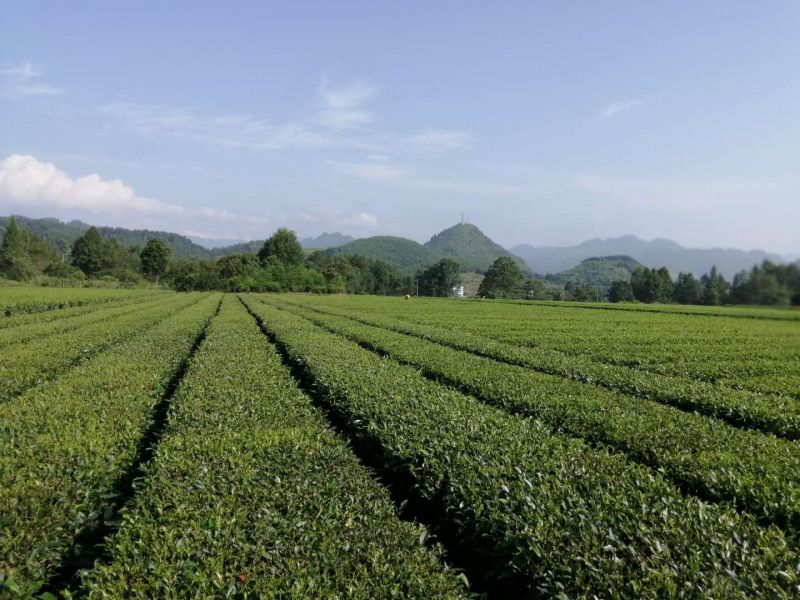 秀山縣峨溶鎮(zhèn)大坪茶葉基地。近年來，秀山峨溶鎮(zhèn)以“茶葉、油茶”兩茶產(chǎn)業(yè)為重點，實施“兩個一萬畝”目標(biāo)，目前，該鎮(zhèn)已發(fā)展茶葉9000余畝。（楊坤/攝）