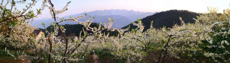 一株株脆李樹(shù)，冒出嫩綠的芽片