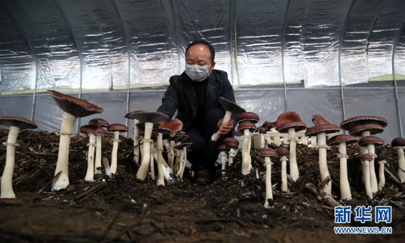 　　2月27日，在湖南省沅江市胭脂湖村的简易大棚内，湖南省光亚食用菌有限公司总经理石跃龙在采摘芦菇。新华社发（廖文 摄）