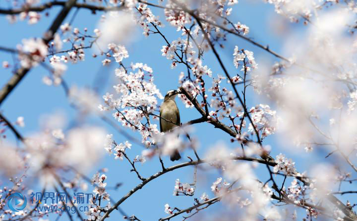 鳥鳴枝頭。