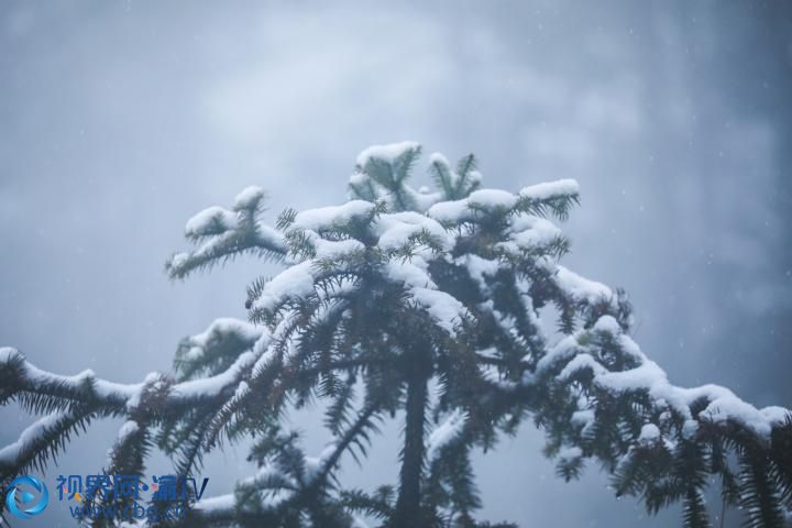 梁平區(qū)“二環(huán)路”蟠龍段，雪花為樹木穿上一層銀妝。