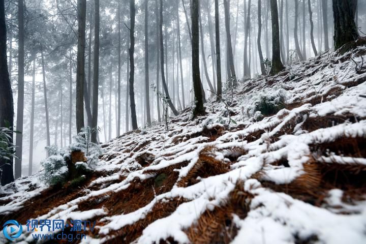 梁平“二環(huán)路”蟠龍段，松樹林間白雪皚皚，美輪美奐。