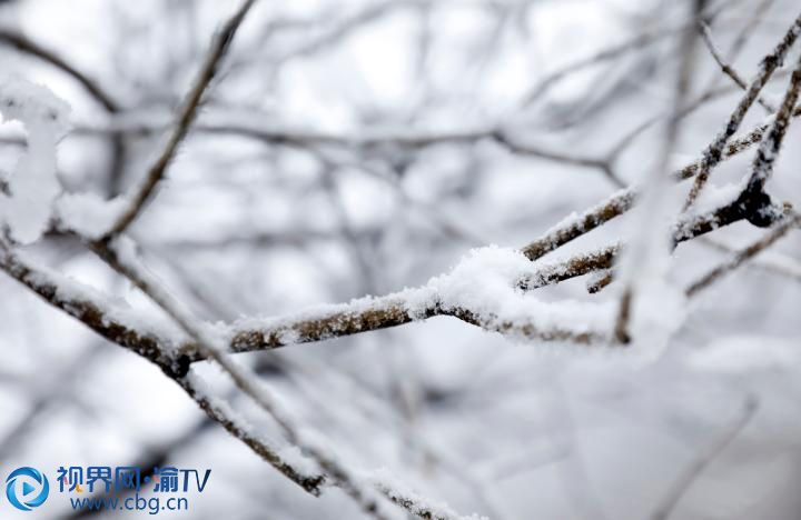 樹梢掛滿了積雪。