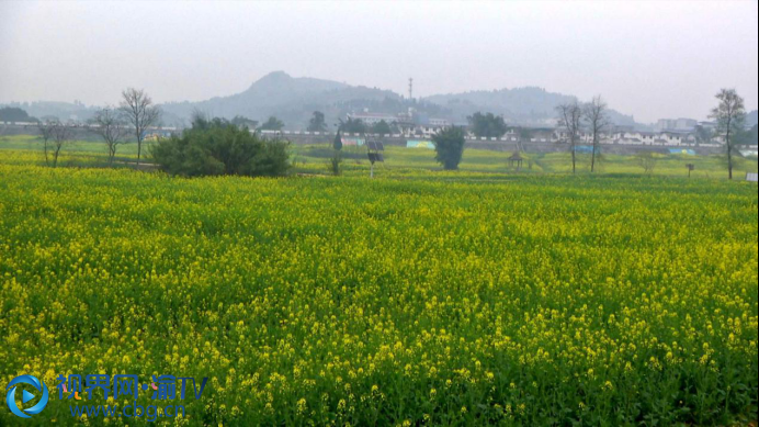 潼南：300多畝彩色油菜花開了1537