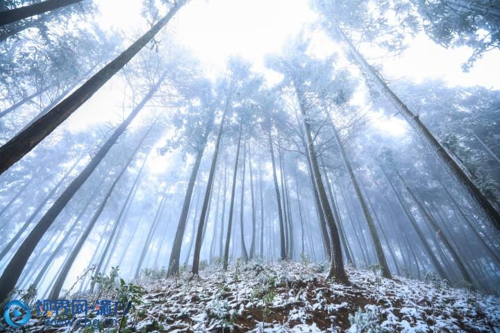 梁平區(qū)“二環(huán)路”蟠龍段，雪花為樹木穿上一層銀妝。