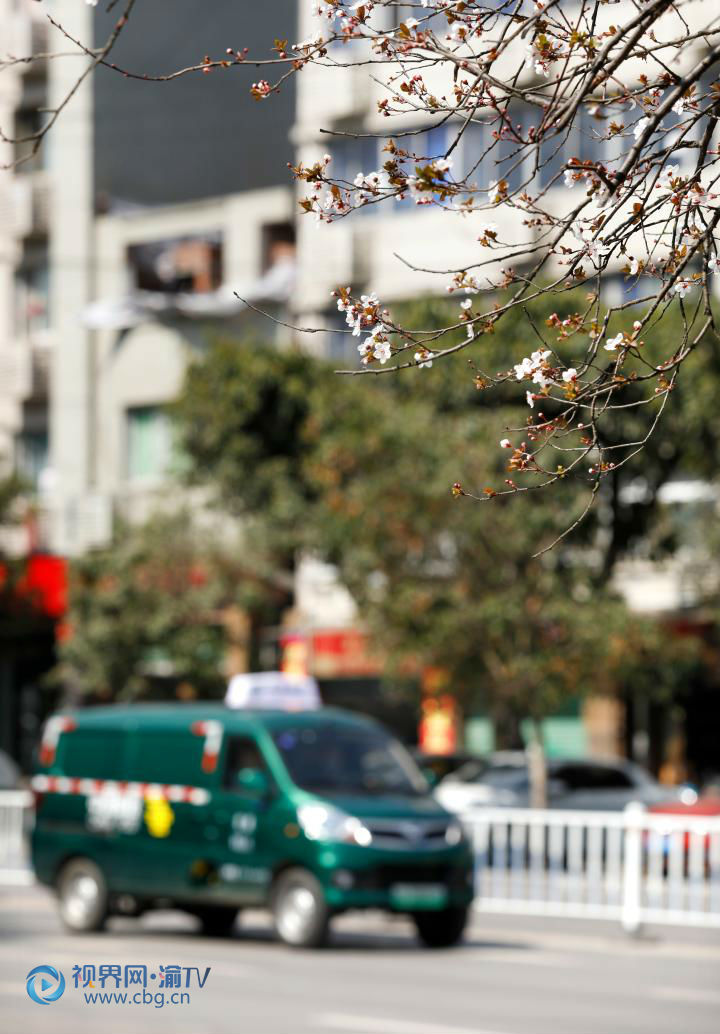 2月29日，梁平區(qū)雙桂街道大河路，郵政快遞車從李花下駛過。