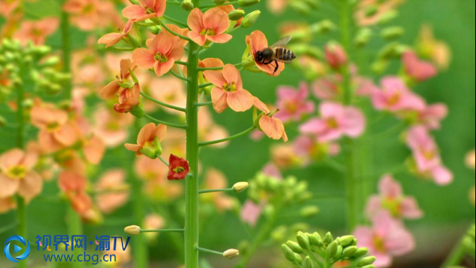 潼南：300多畝彩色油菜花開了1538